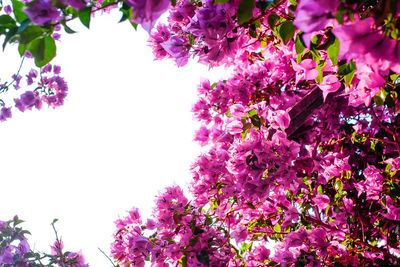 Low angle view of pink flowering tree against sky