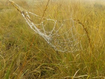 spider web