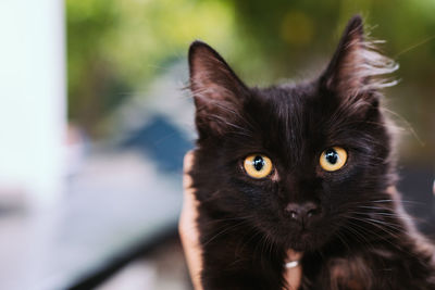 Cropped hands of woman holding black cat