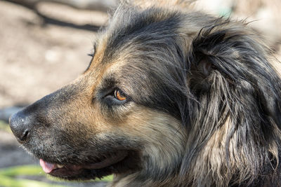 Close-up of a dog looking away