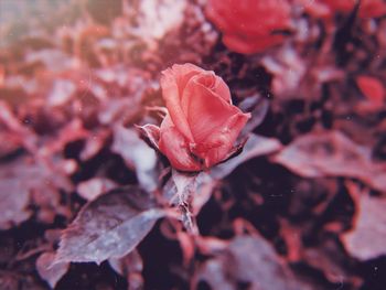 Close-up of red rose