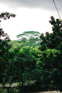 Trees in forest against sky