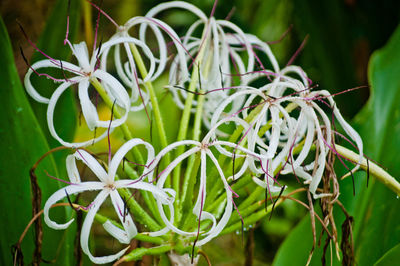 Close-up of plants