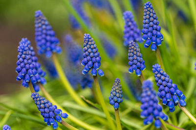 Close-up of blue flowering plants
