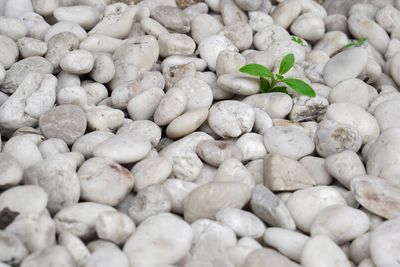 Full frame shot of pebbles