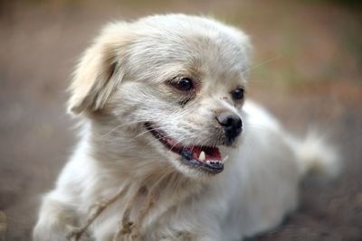 Portrait of white dog