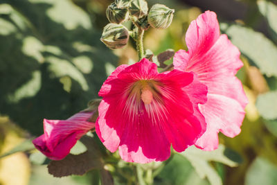 Close-up of pink hibiscus