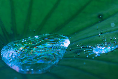 Close-up of water drops on leaf