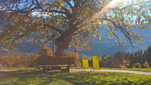 Trees in park during autumn