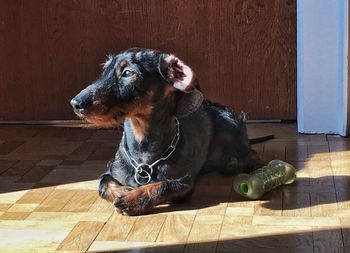Dog looking away