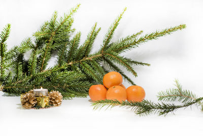 Close-up of orange fruits against white background