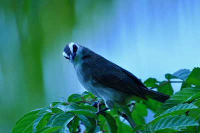 Close-up of bird perching on tree
