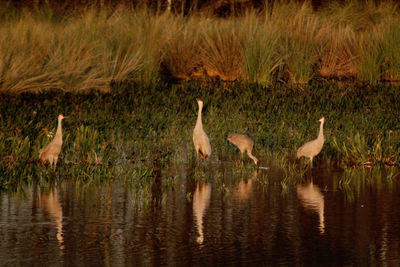 Birds in water