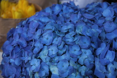 Close-up of blue hydrangea flowers in market