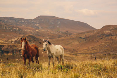 Horses in a field