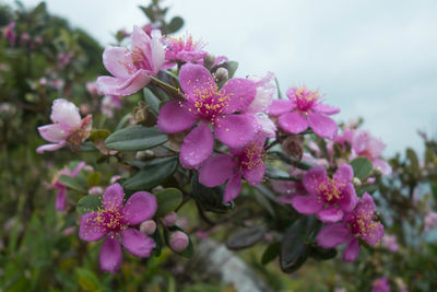 Close-up of pink flowers blooming outdoors