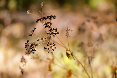 Close-up of flowering plant