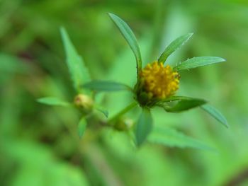 Close-up of flower on plant