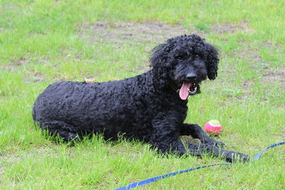 Side view of a dog on field