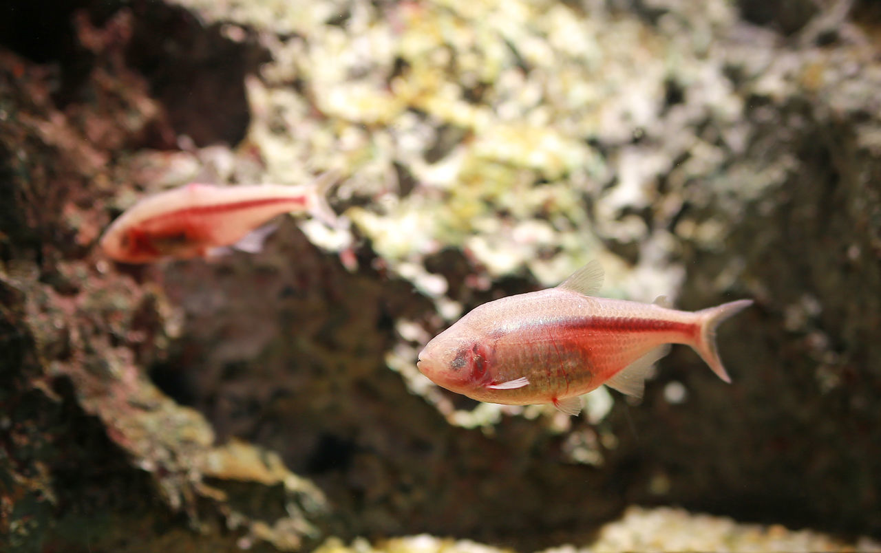 CLOSE-UP OF FISH SWIMMING