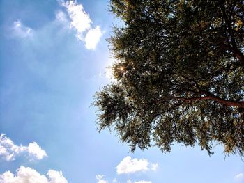 Low angle view of tree against sky