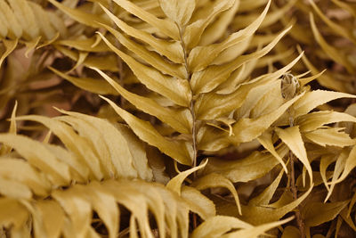 Close-up of dried leaves