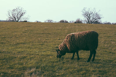 Sheep grazing on field