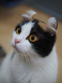 Close-up of cat looking away