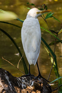 Close-up of bird perching on water