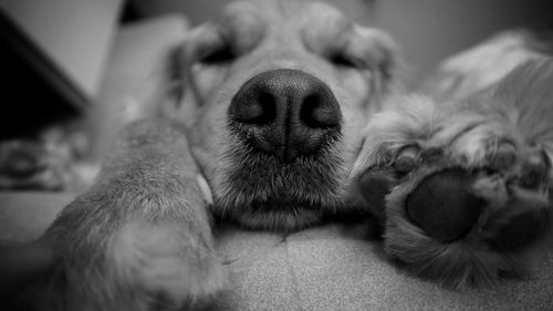 Close-up of dog sleeping at home