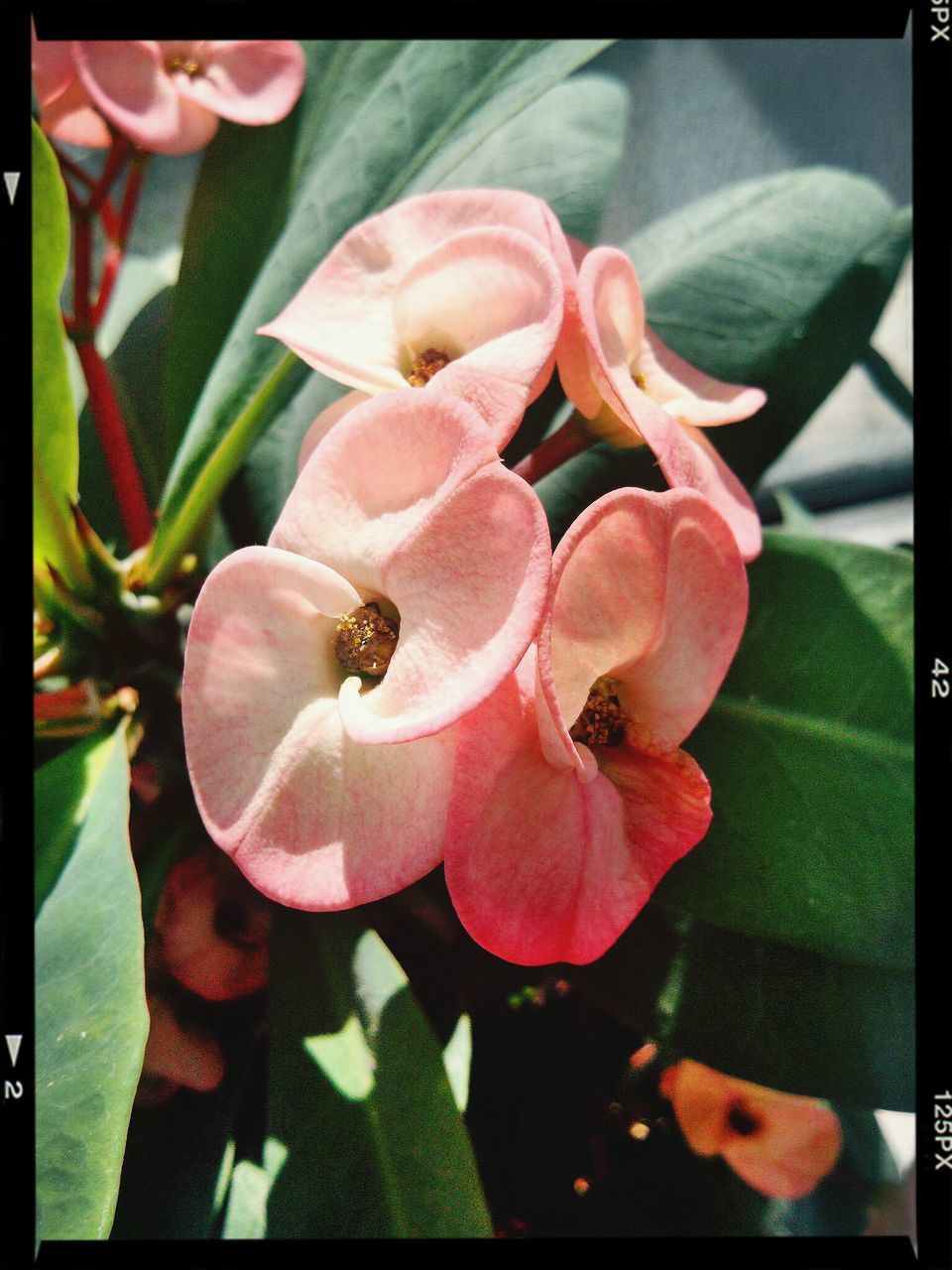 transfer print, flower, auto post production filter, petal, fragility, flower head, freshness, close-up, growth, beauty in nature, focus on foreground, plant, nature, pink color, blooming, day, one person, leaf, high angle view, outdoors