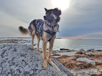 Dog standing on beach