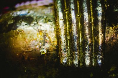 Close-up of plants growing on tree trunk