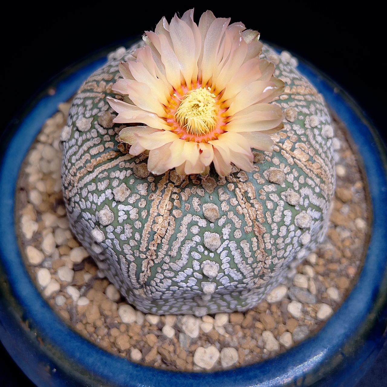 Super Kabuto Astrophytum Cactus Flower Cactus Freshness Plant Food And Drink Close-up Food Wellbeing Nature Flower No People Flowering Plant Seed Healthy Eating Circle Indoors  Geometric Shape High Angle View Directly Above Shape Concentric First Eyeem Photo
