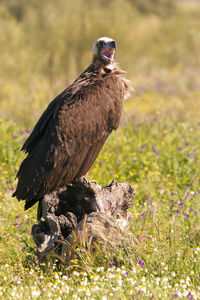 Bird perching on a field