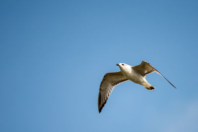 Low angle view of seagull flying in sky