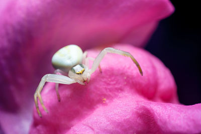 Close-up of insect