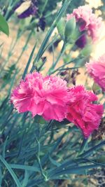 Close-up of pink flowers blooming outdoors