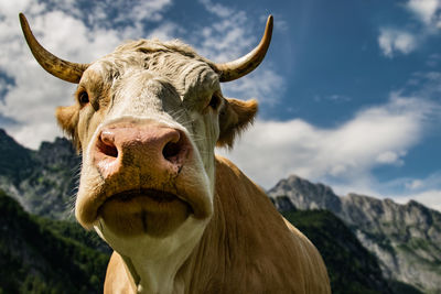 Close-up portrait of a horse