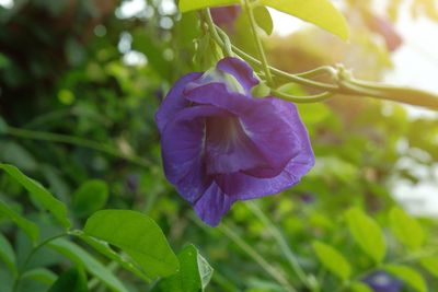 Close-up of purple flowering plant