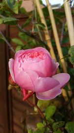 Close-up of pink flower blooming outdoors