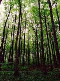 Trees in forest