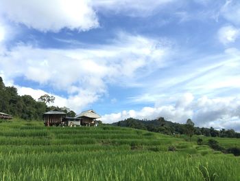 Scenic view of agricultural field against sky