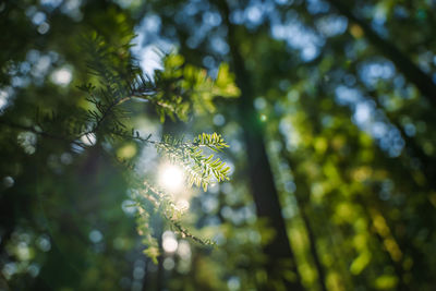 Backlit branch of a small tree