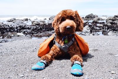 Brown dog relaxing on beach