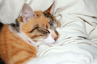 Close-up of cat resting on bed