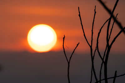 Silhouette of stalks against sunset
