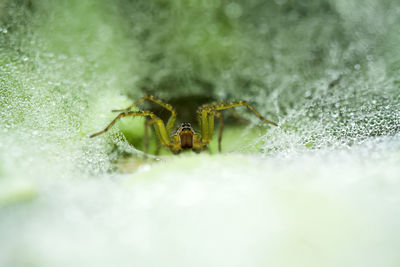 Spider on dew