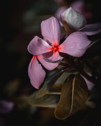 Close-up of flower on plant