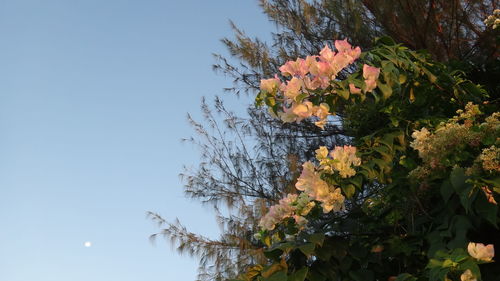Low angle view of flowering plant against sky
